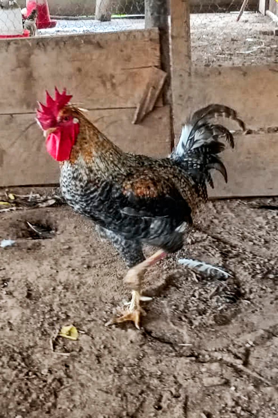 WhatsApp Image 2025-04-03 at 7.35.49 PM copia.jpg